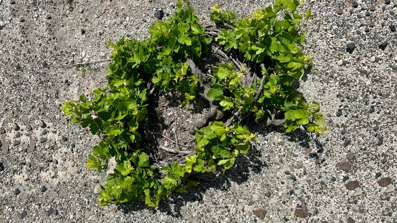 Image after introtext